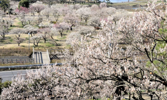 Kairaku-en is one of the three beautiful gardens in Japan.