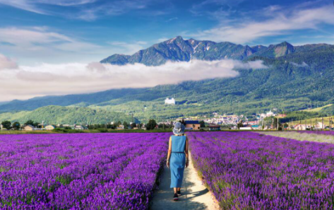 Lavender field is famous in Hokkaido 